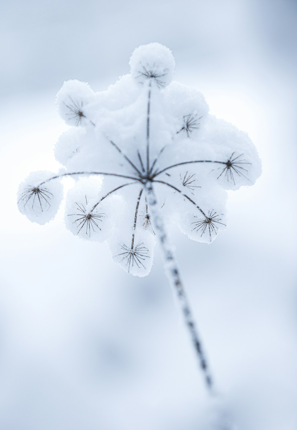 fleur blanche en gros plan photographie