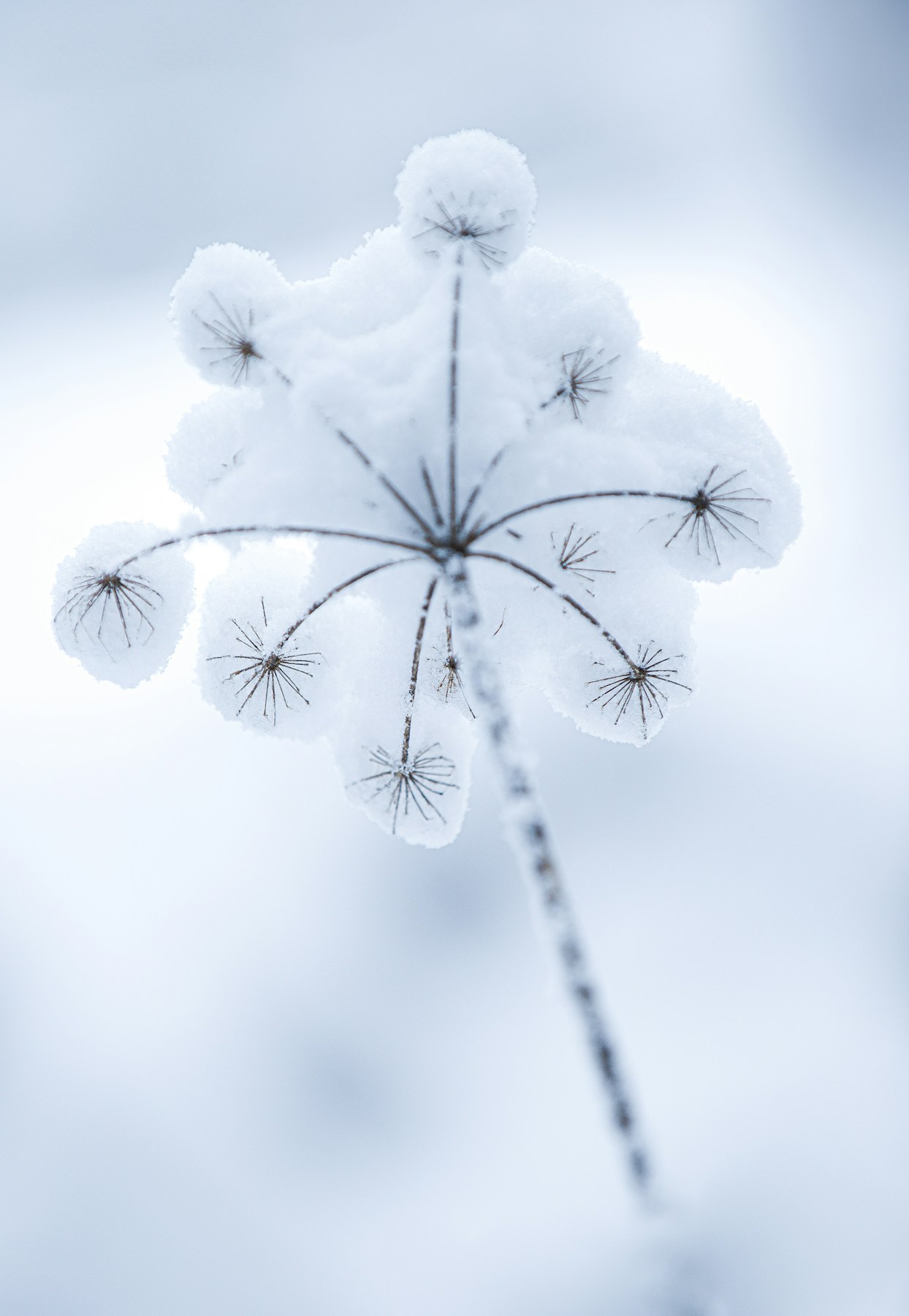 white flower in close up photography