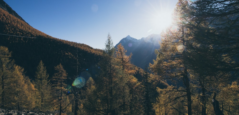 green trees on mountain under blue sky during daytime