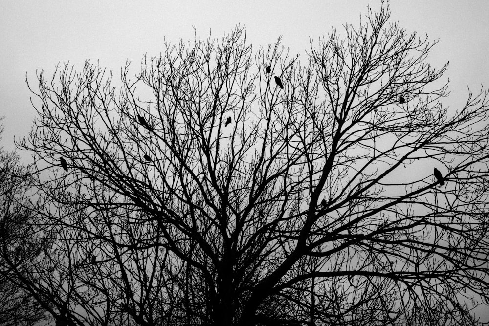 uccello nero sull'albero nudo durante il giorno