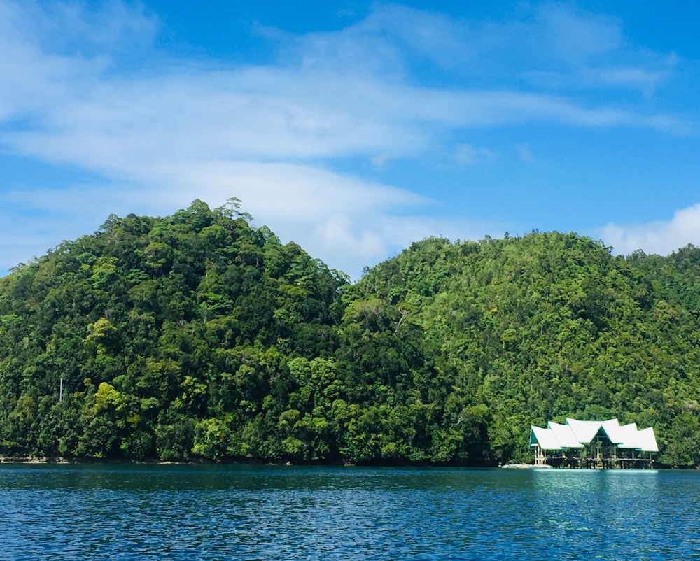 green trees beside body of water during daytime