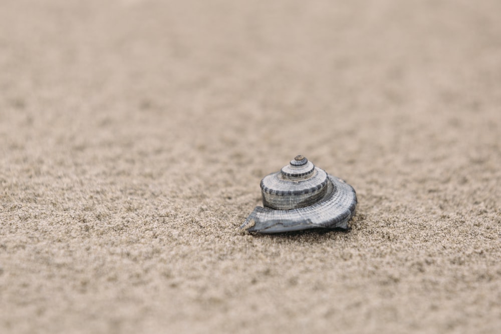 gray and black seashell on brown sand