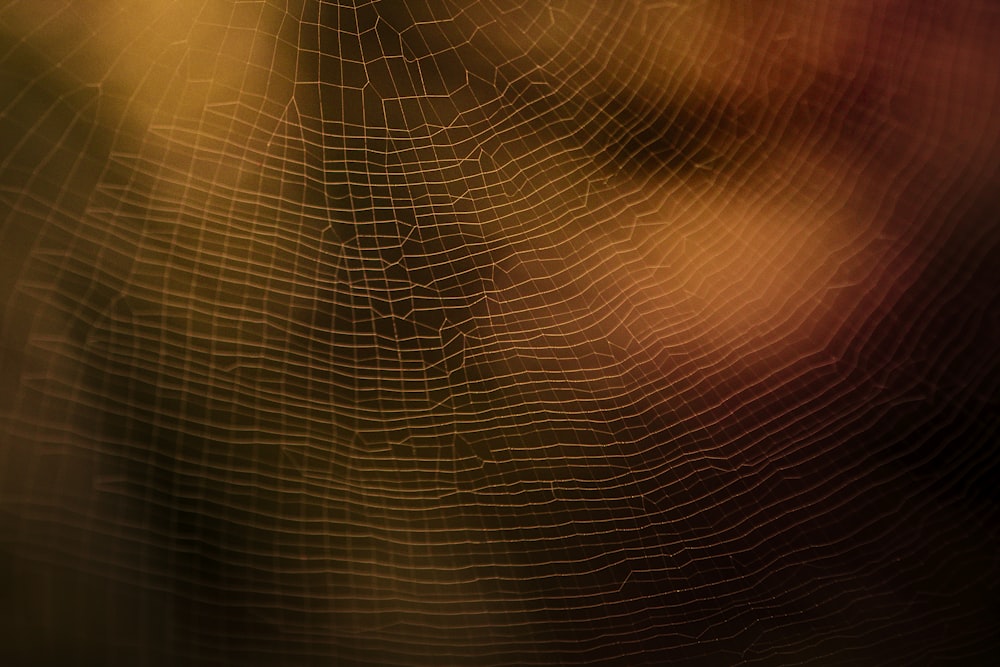 spider web in close up photography