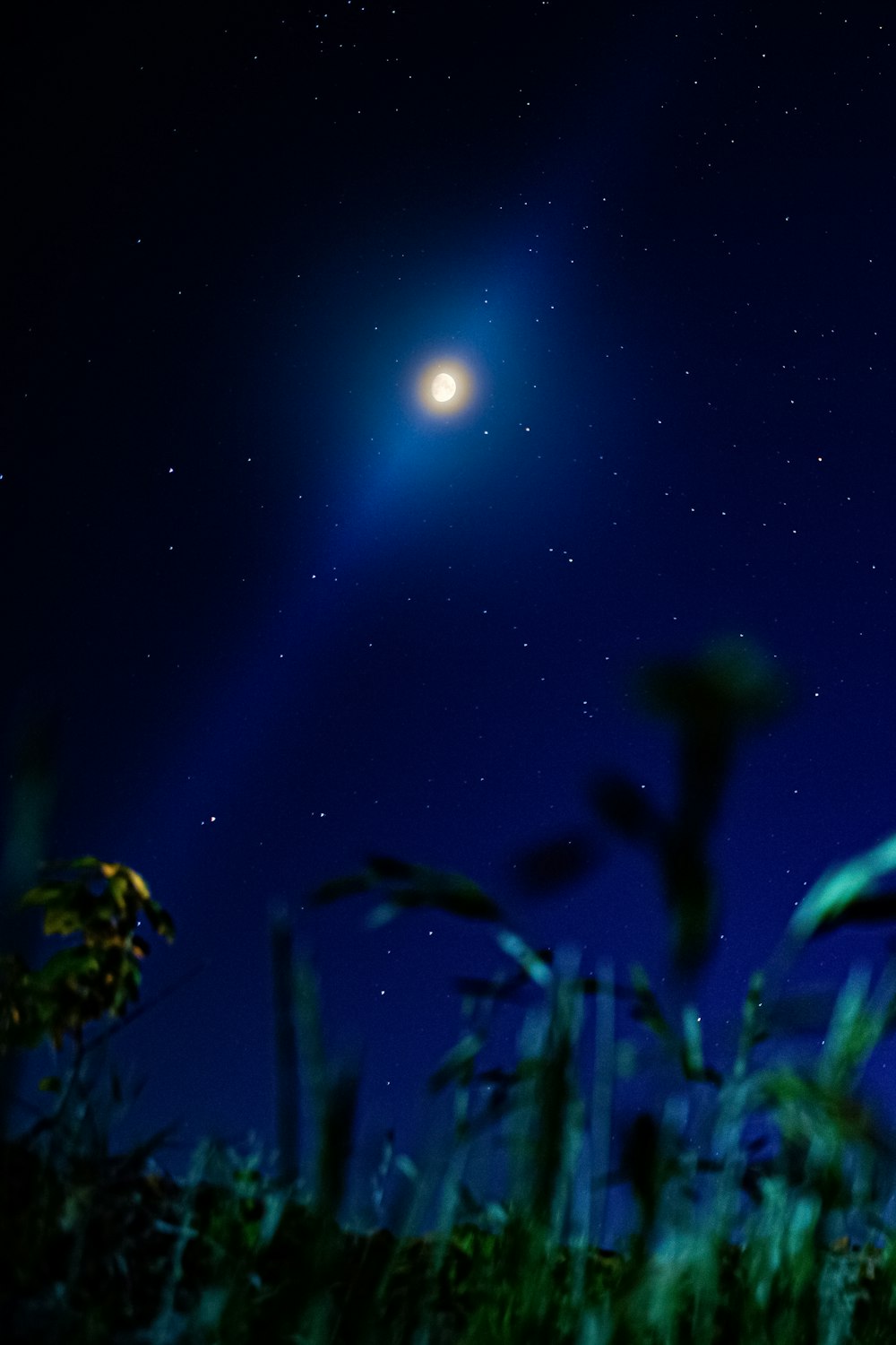 green plant under blue sky during nighttime