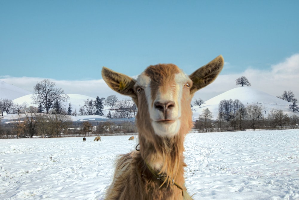 brown horse on snow covered ground during daytime