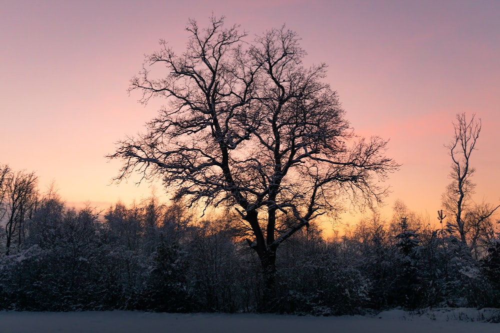 árvore sem folhas no chão coberto de neve durante o pôr do sol