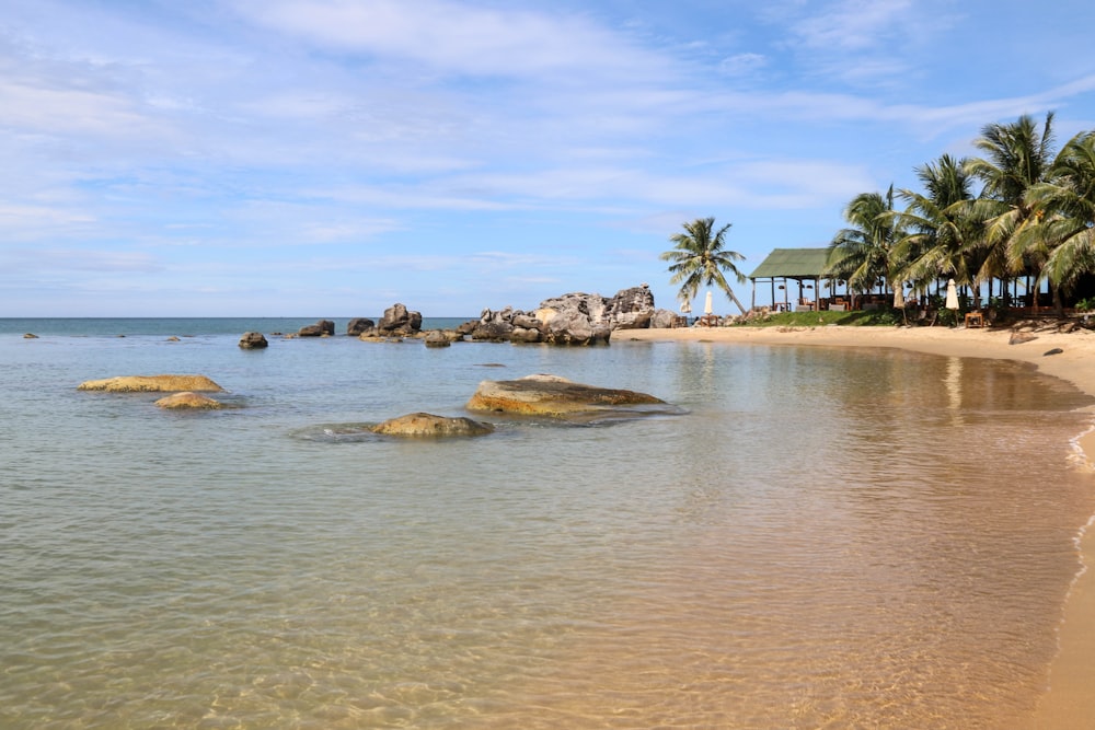 green palm trees on brown sand beach during daytime