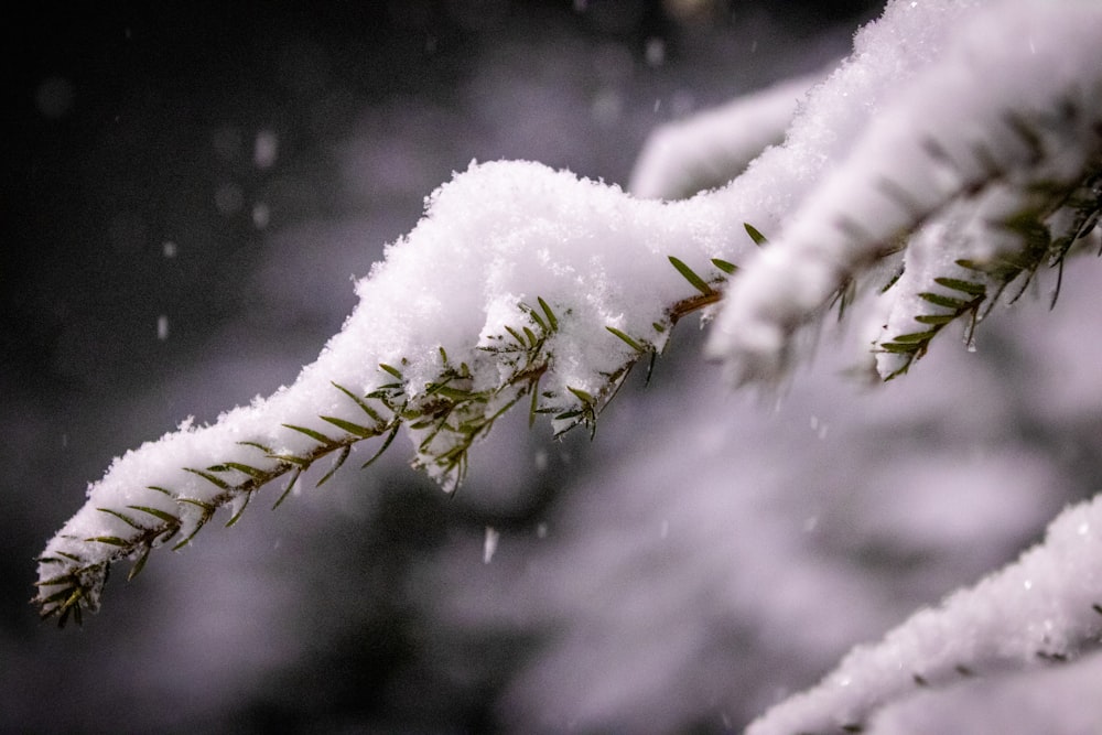 neve branca no bastão de madeira marrom