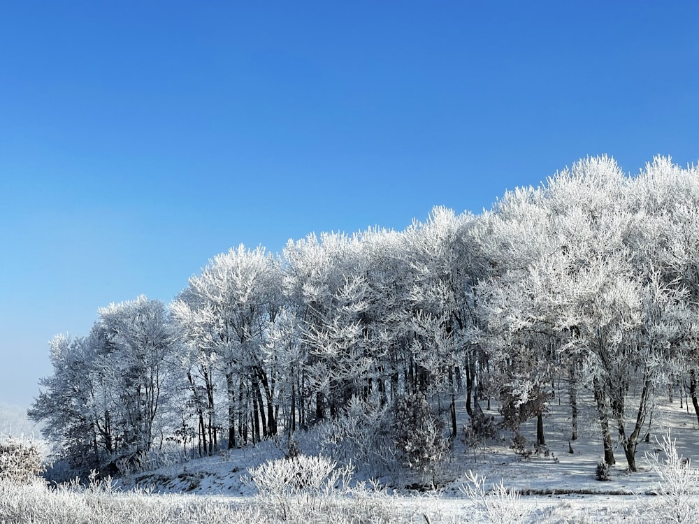 snow covered trees under blue sky during daytime