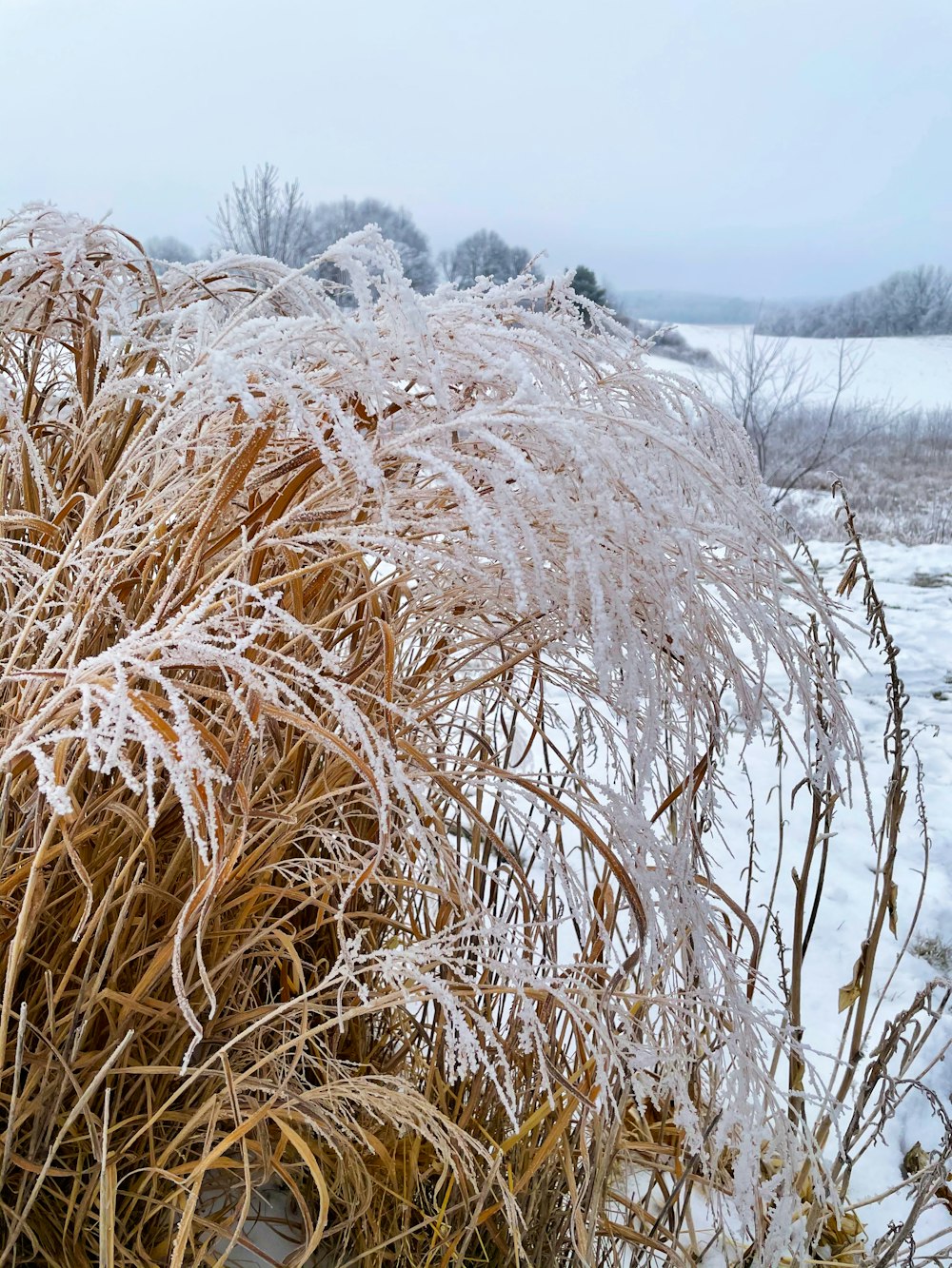 brown grass near body of water during daytime