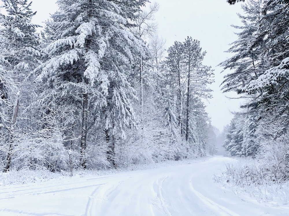 snow covered trees during daytime