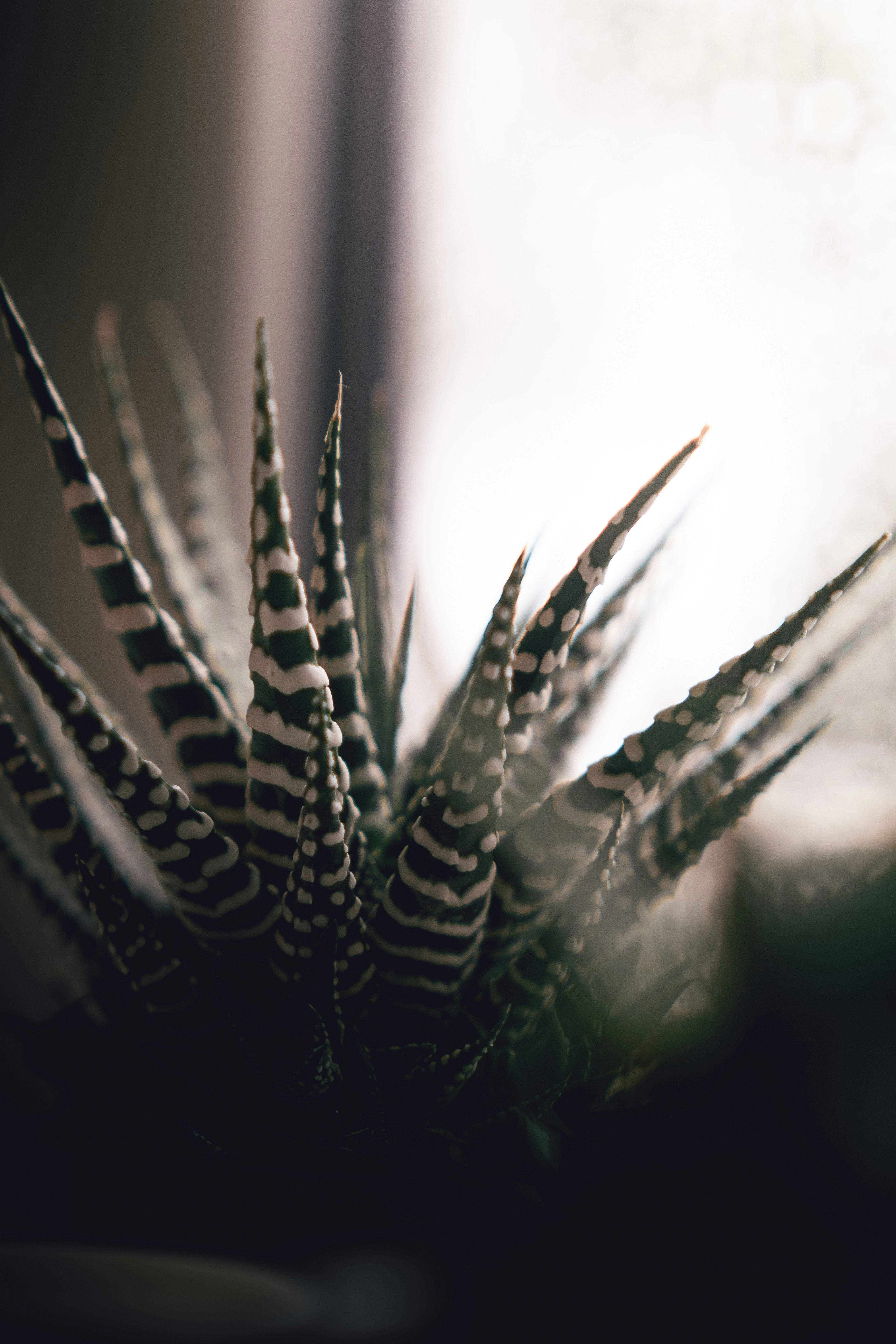 Photo by sirisvisual