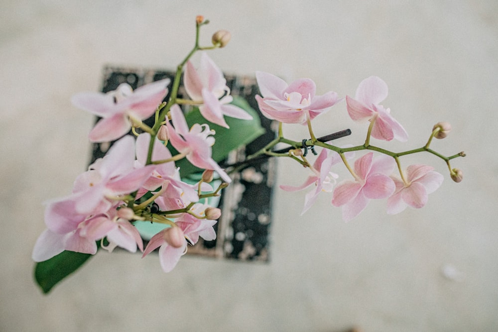 pink and white moth orchids in black pot