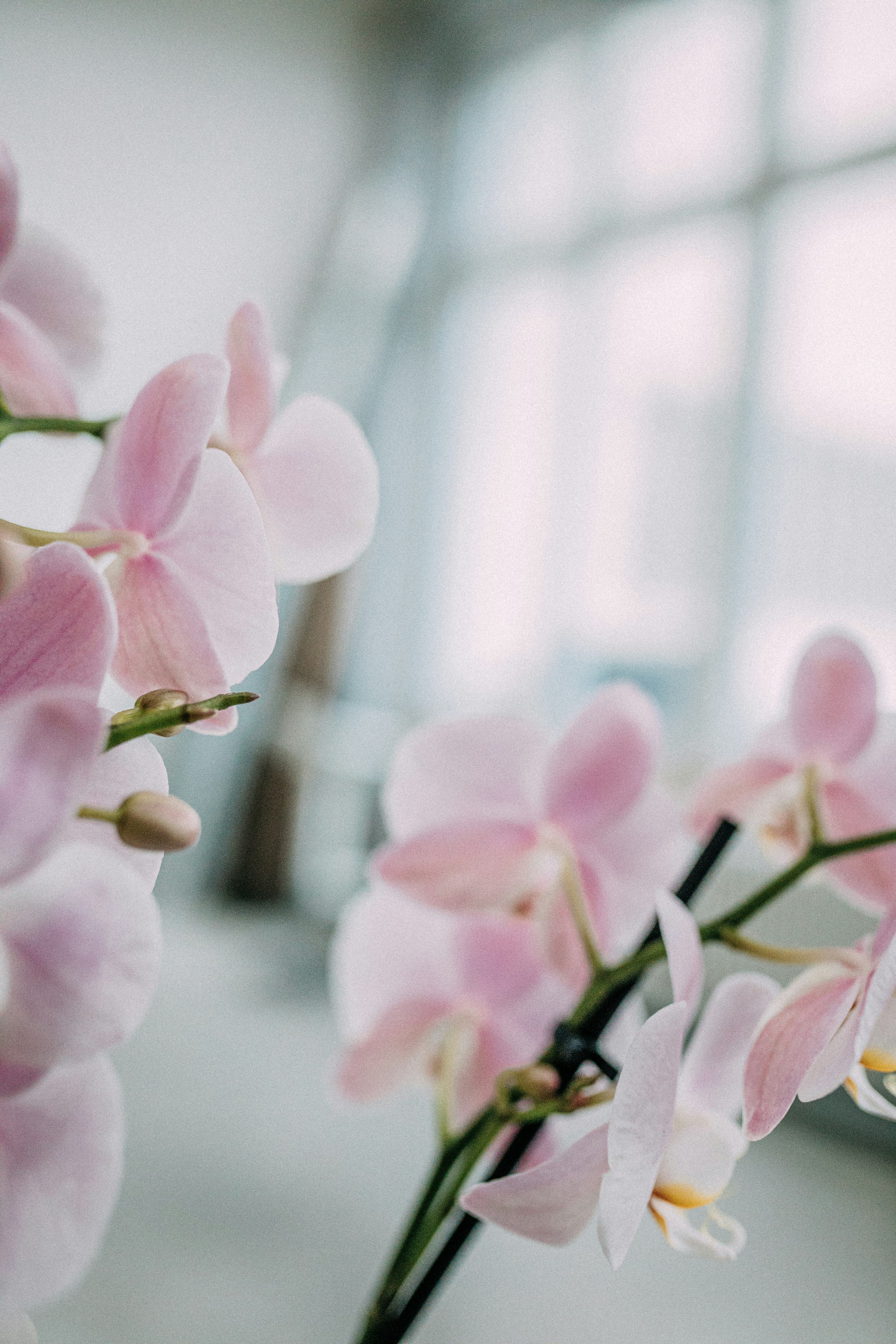 Photo by corina_rainer_