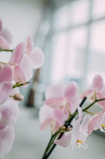 Soft-focus image of a woman reading by a sunlit window surrounded by orchids.