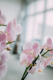Soft-focus image of a woman reading by a sunlit window surrounded by orchids.