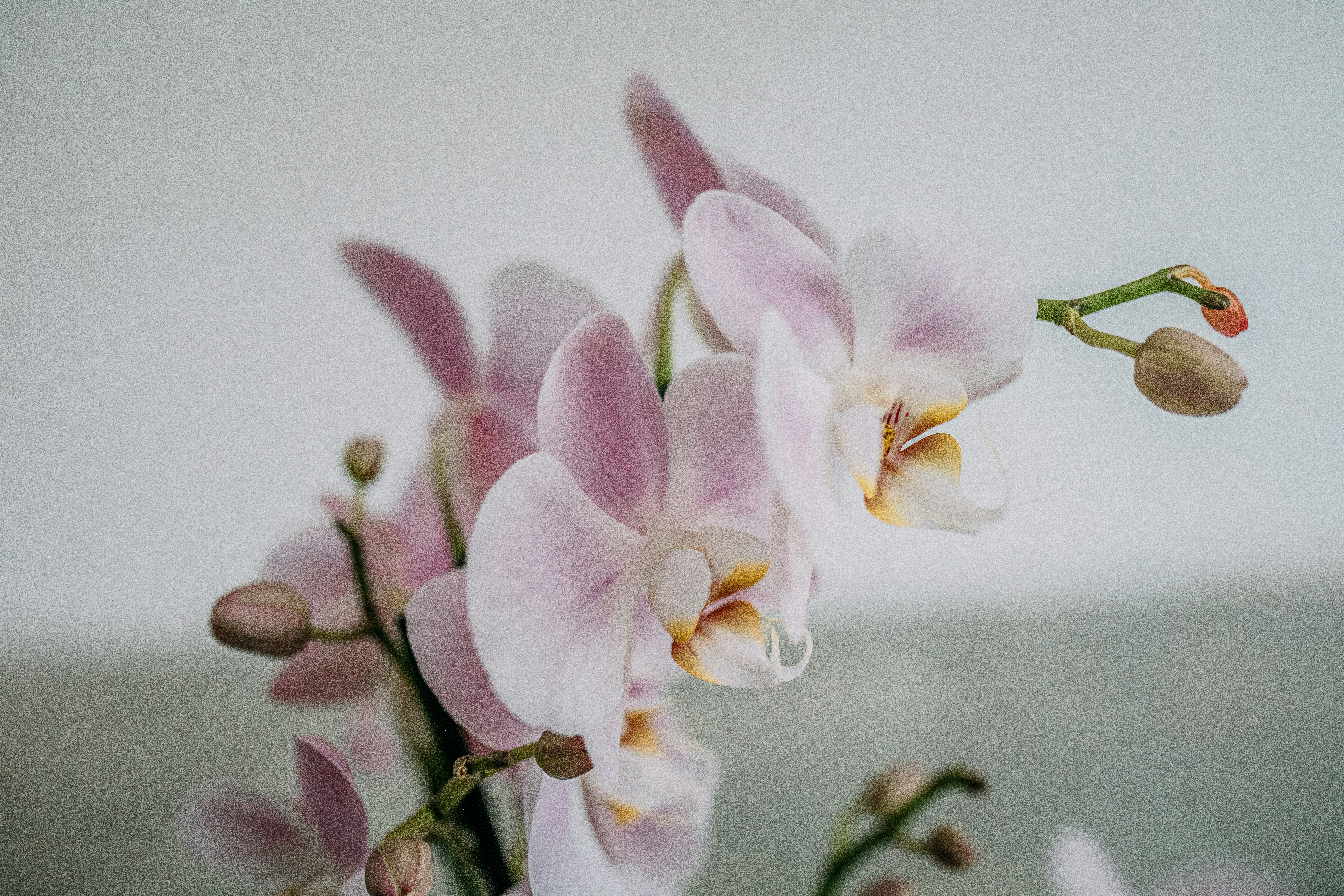 Photo by corina_rainer_