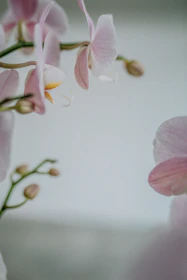 Sculptural orchid stems arranged against a muted taupe background, evoking calm and elegance.