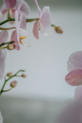 Delicate pink orchid flowers with soft petals are positioned on thin green stems, creating a gentle and elegant arrangement against a muted background.