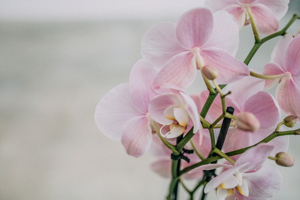 white and pink moth orchids in bloom during daytime