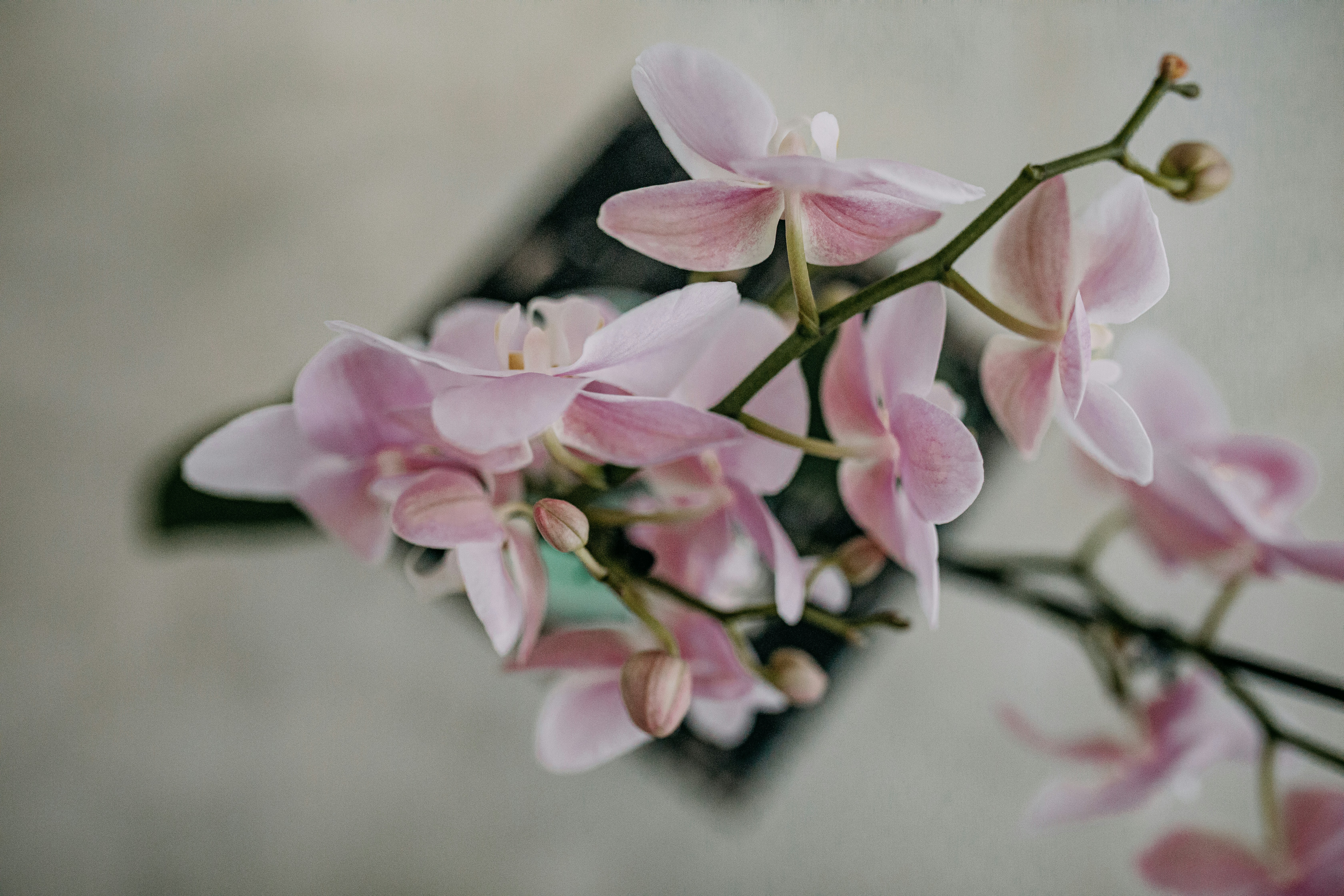 Photo by corina_rainer_