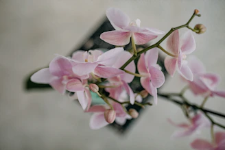 Full-bleed image of orchids cascading gently, blending into a muted sage backdrop with subtle texture.