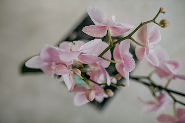 Full-bleed image of orchids cascading gently, blending into a muted sage backdrop with subtle texture.