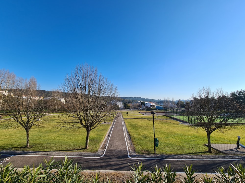 bare trees on green grass field under blue sky during daytime