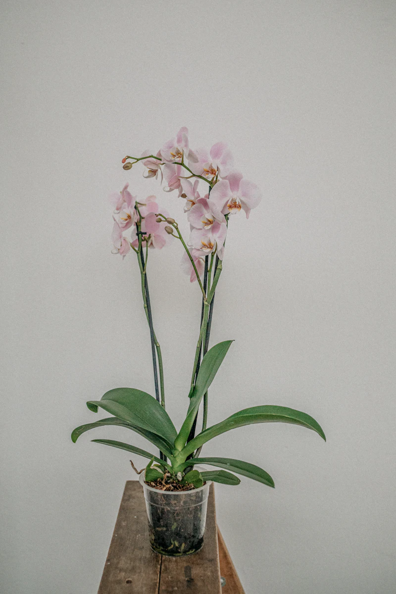Orchidea bianca in vaso