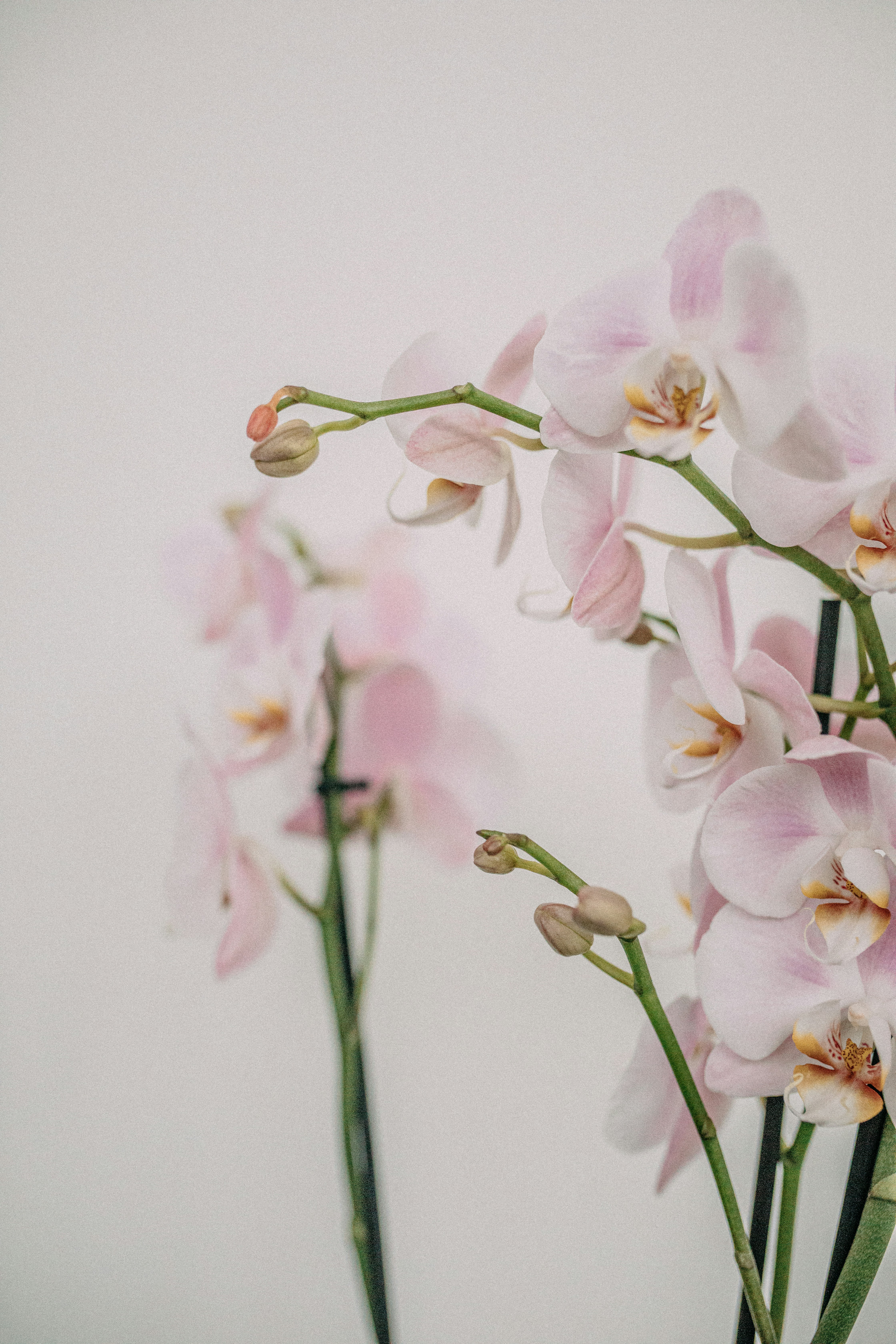 Photo by corina_rainer_