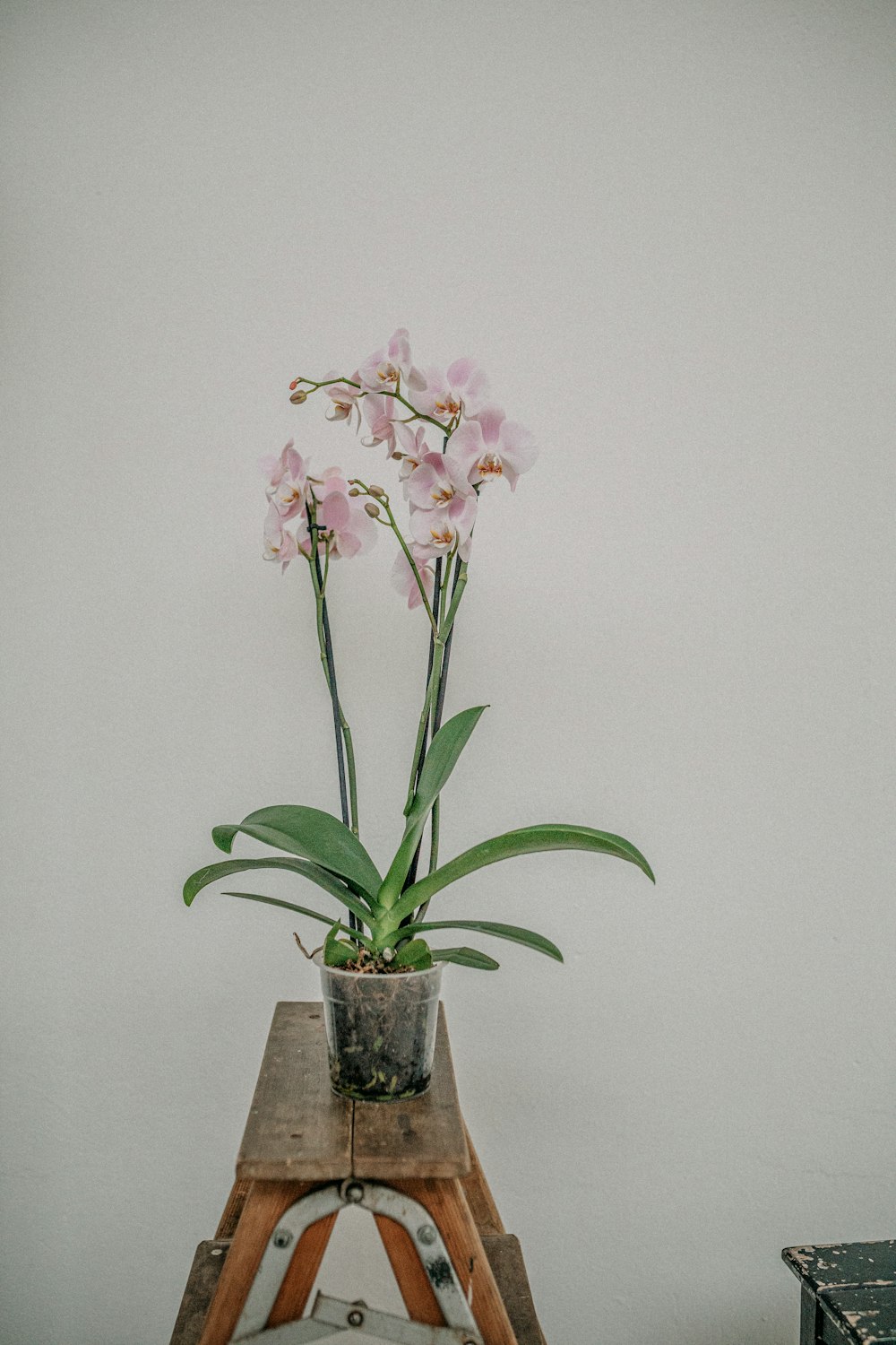 pink flowers in brown ceramic vase