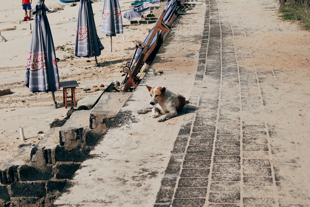 white and brown cat on gray concrete pathway during daytime