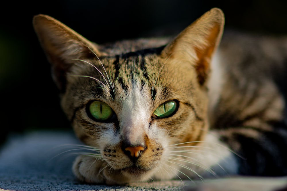 brown tabby cat lying on white textile