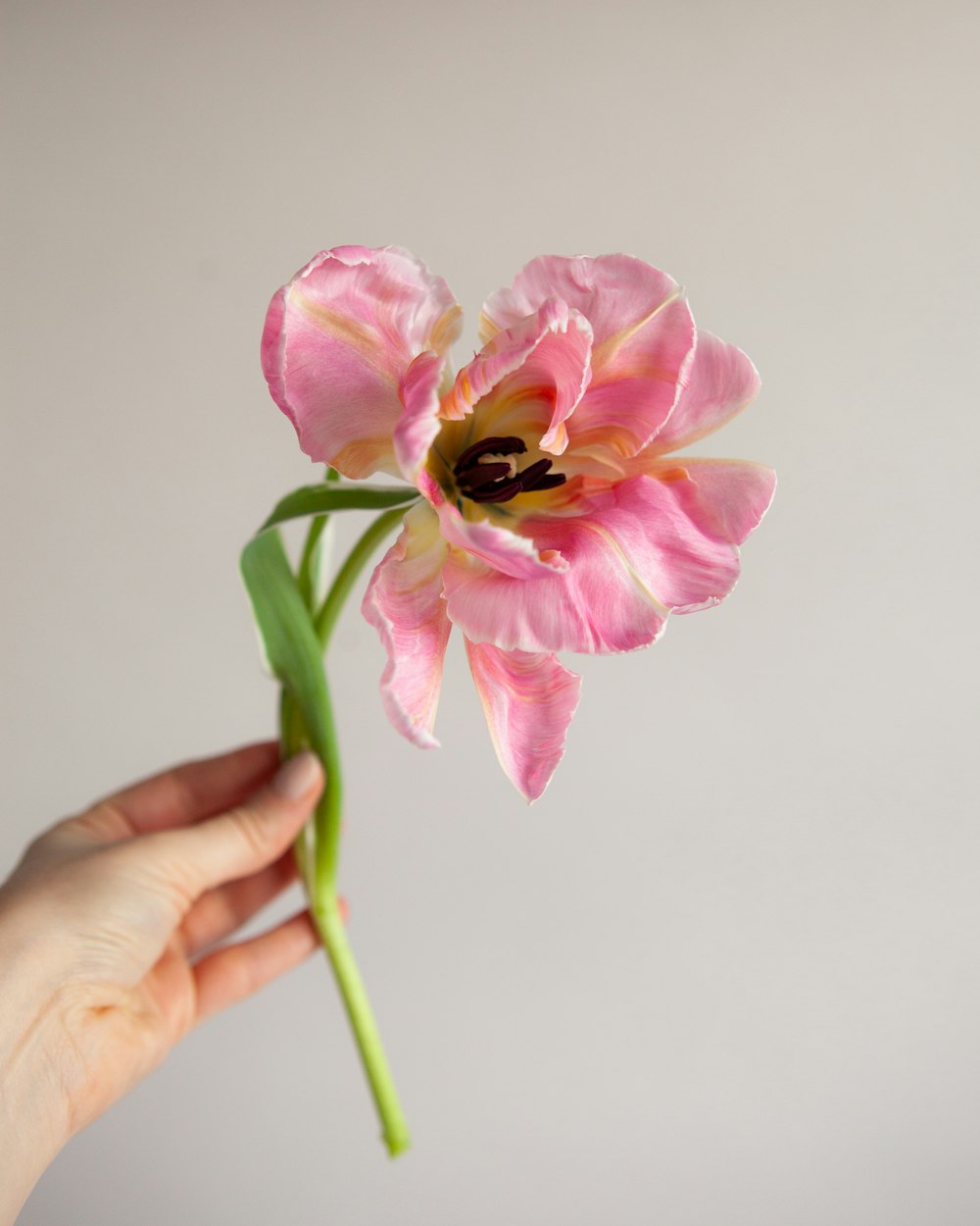 person holding pink flower in close up photography