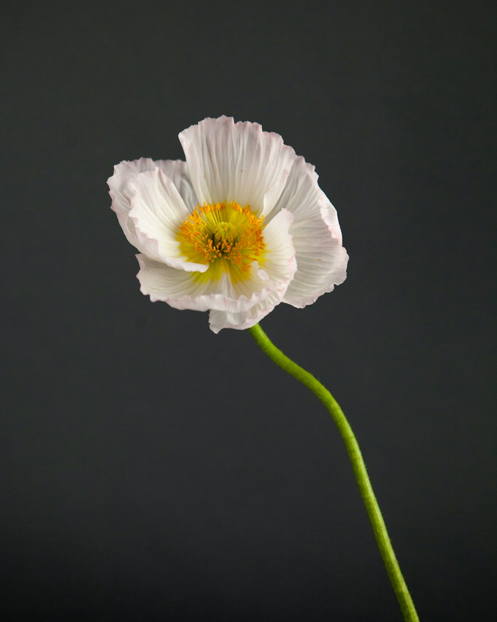 white flower with green stem