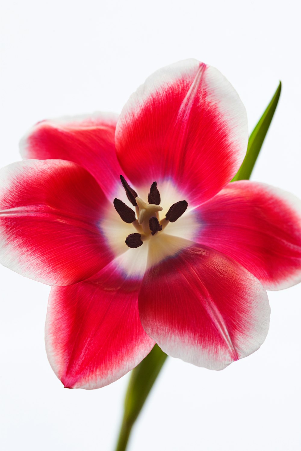 pink and white flower in close up photography