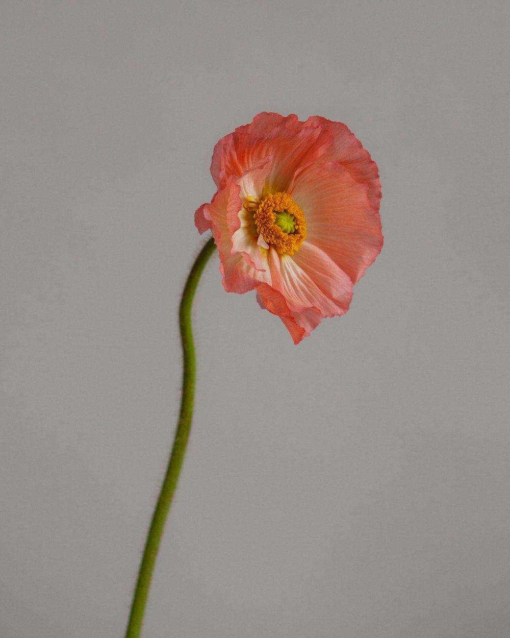 pink flower with green stem