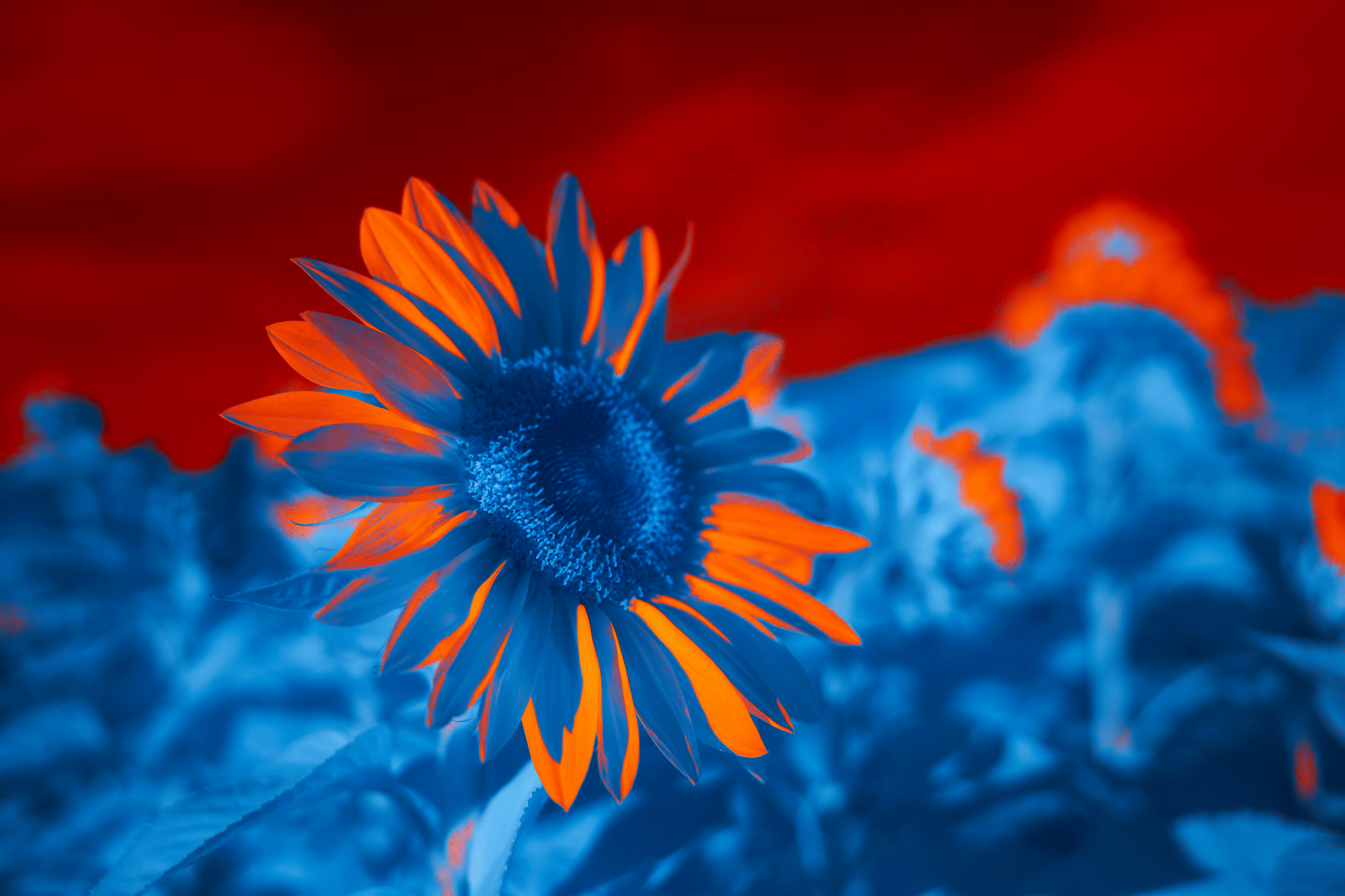Uma flor azul e laranja com um fundo vermelho foto – Imagem grátis sobre  Flor na Unsplash, image size:3000x2000