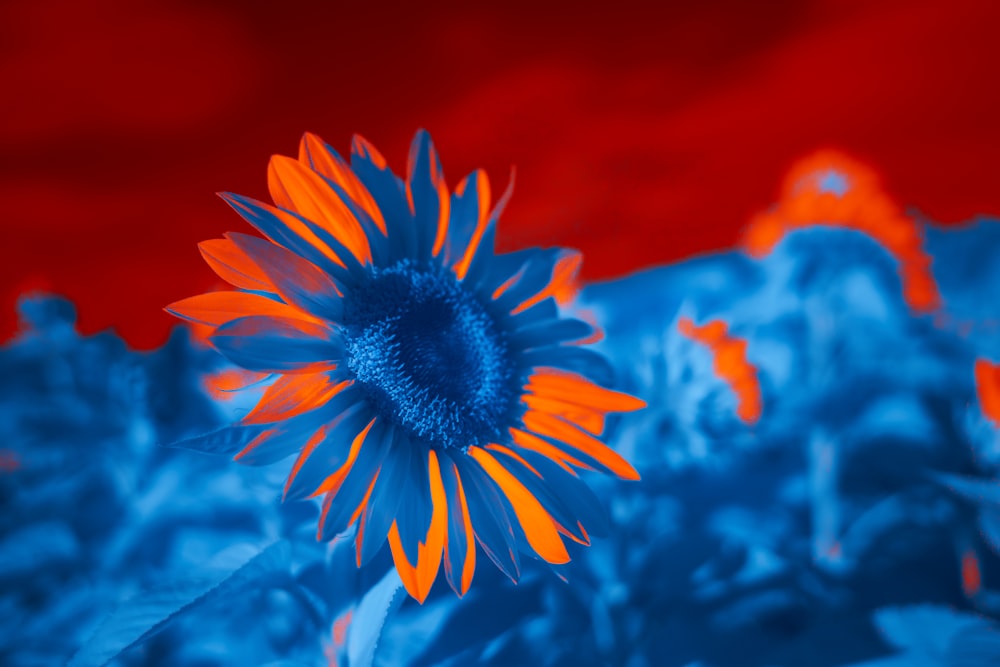 une fleur bleue et orange sur fond rouge