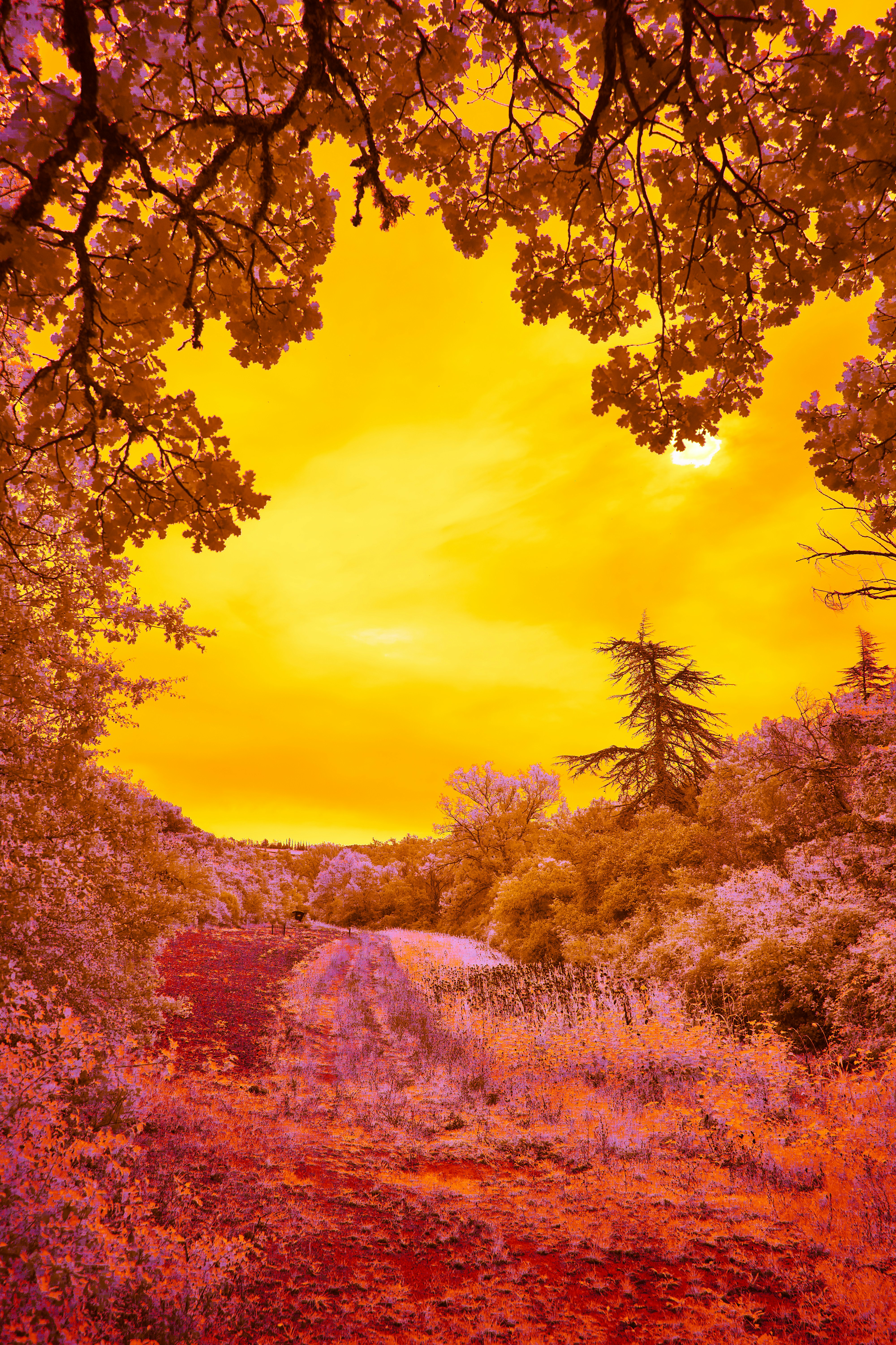 Photo by wolfgang_hasselmann