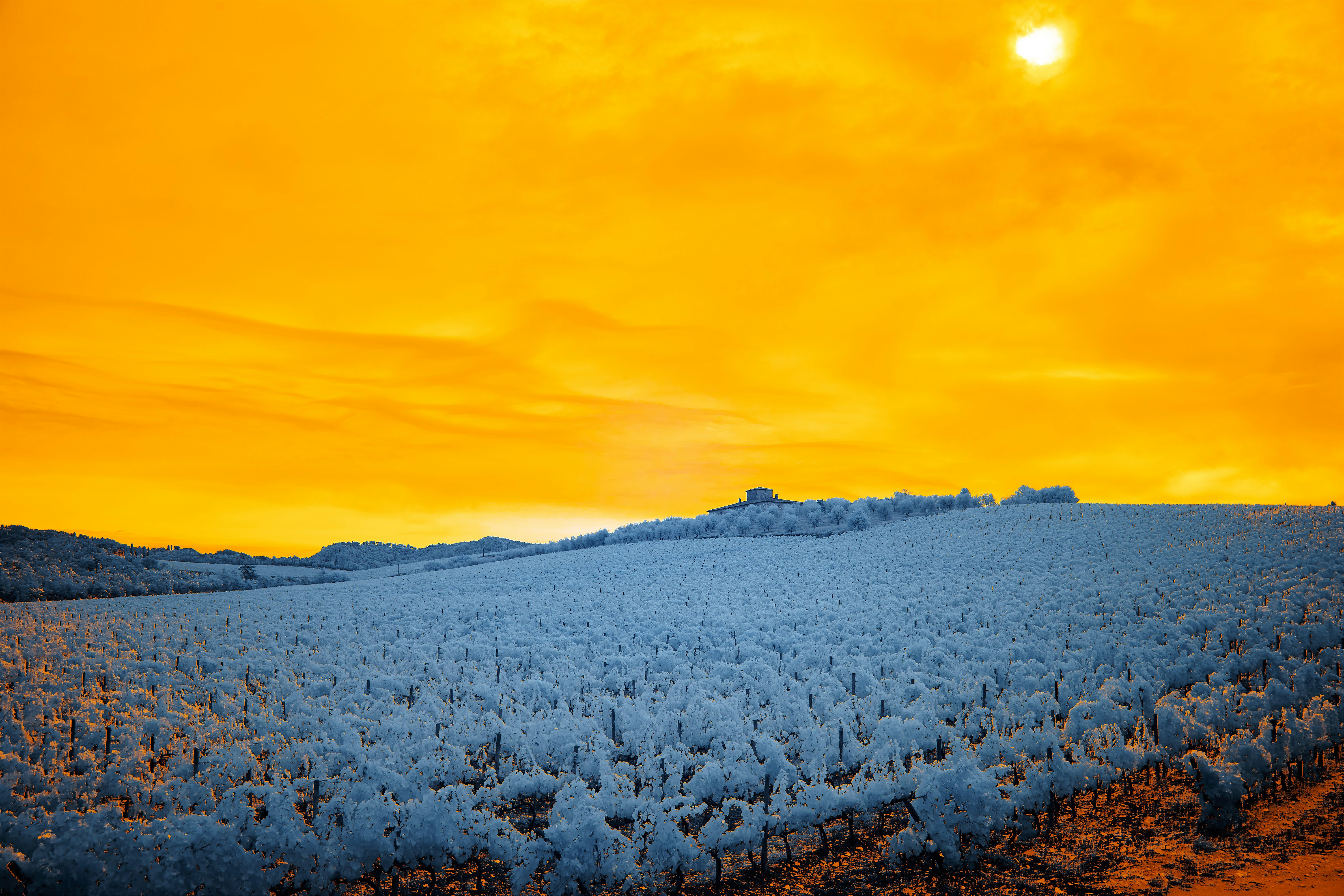 Photo by wolfgang_hasselmann