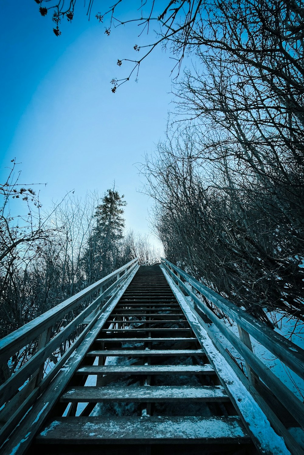 black bare trees on bridge under blue sky during daytime