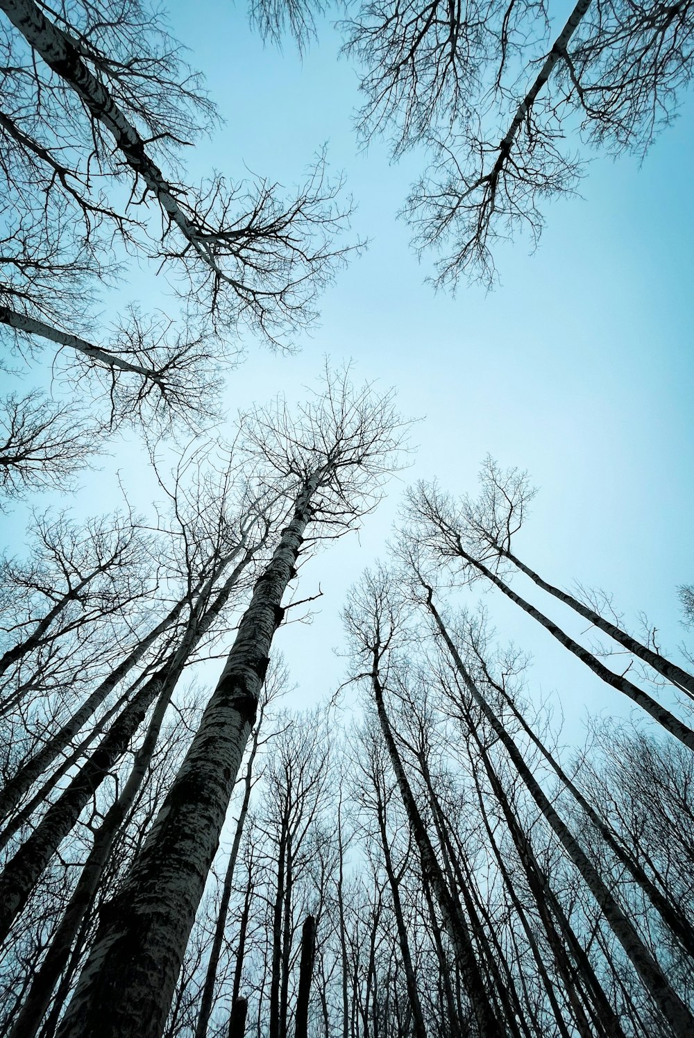 bare trees under blue sky during daytime