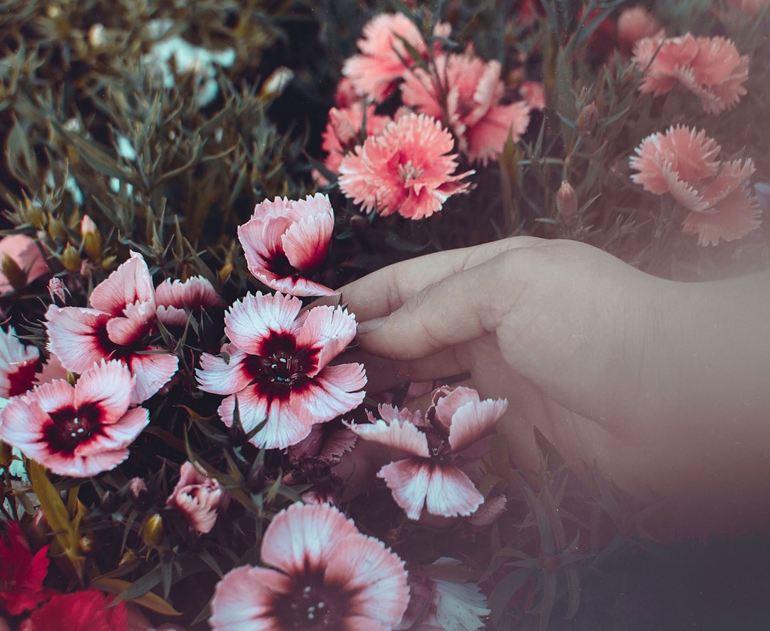 pink and white flowers in persons hand