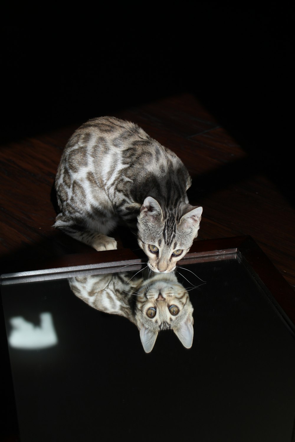 brown tabby cat on black table