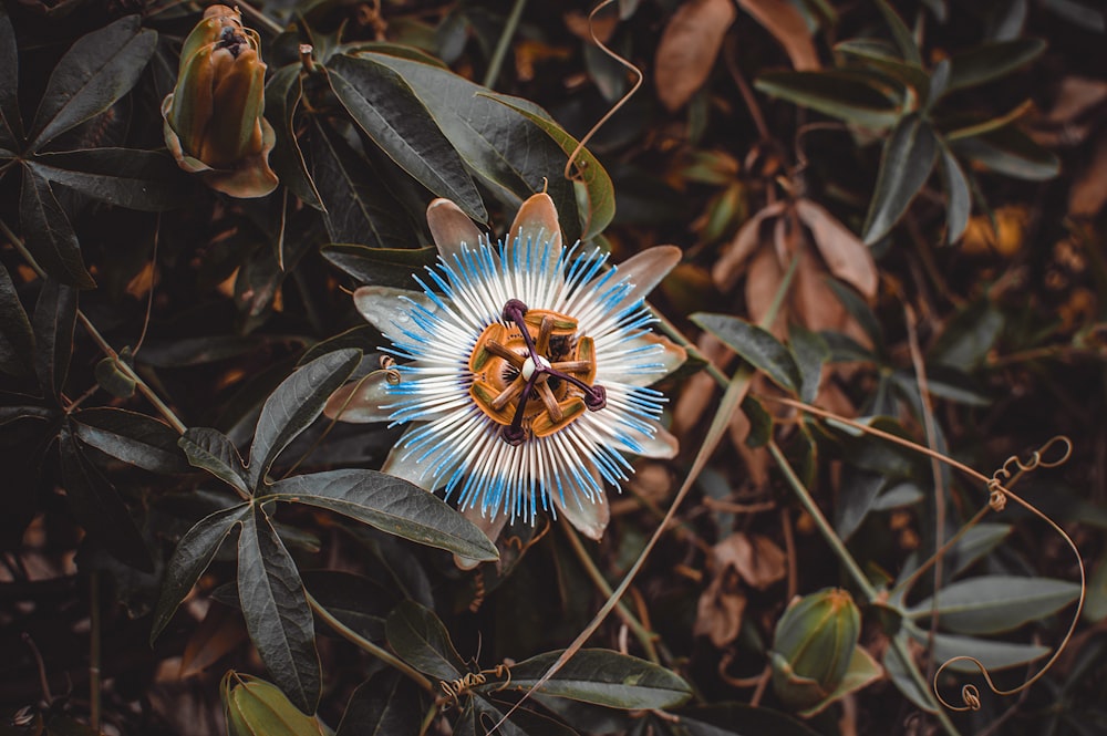 blue and yellow flower in close up photography