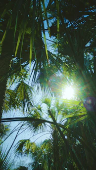 sun rays coming through green palm tree