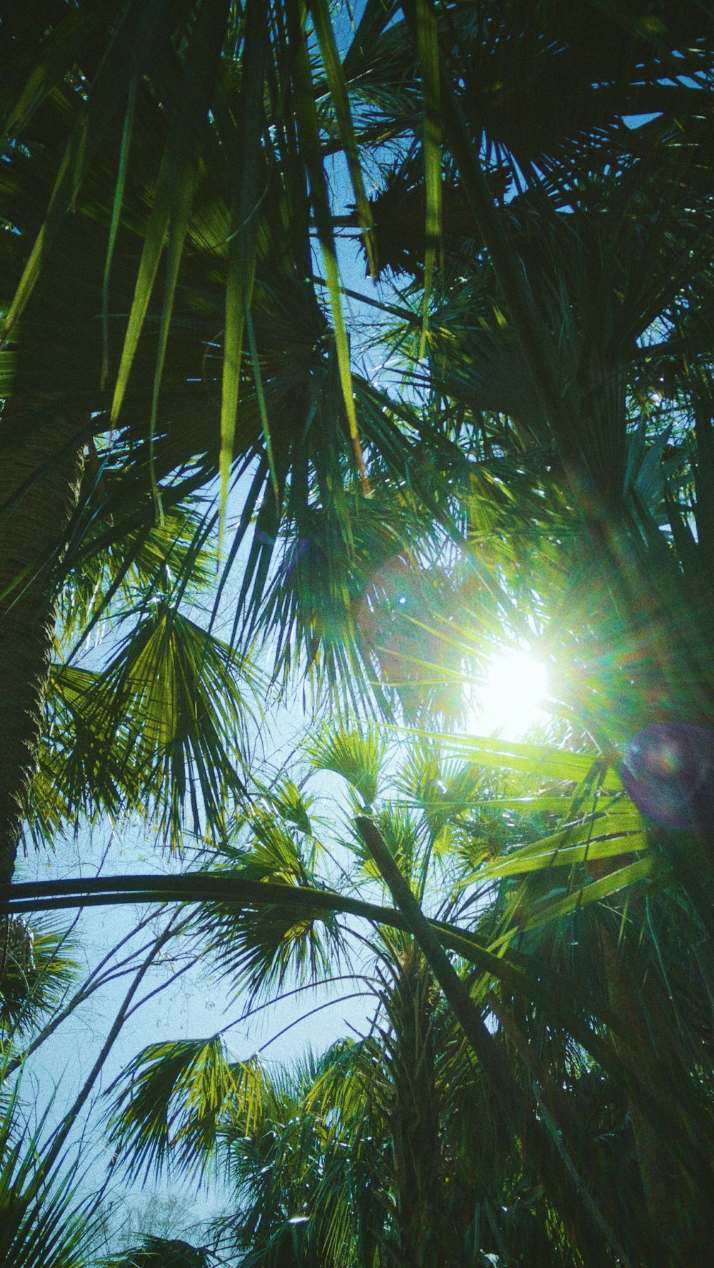 sun rays coming through green palm tree