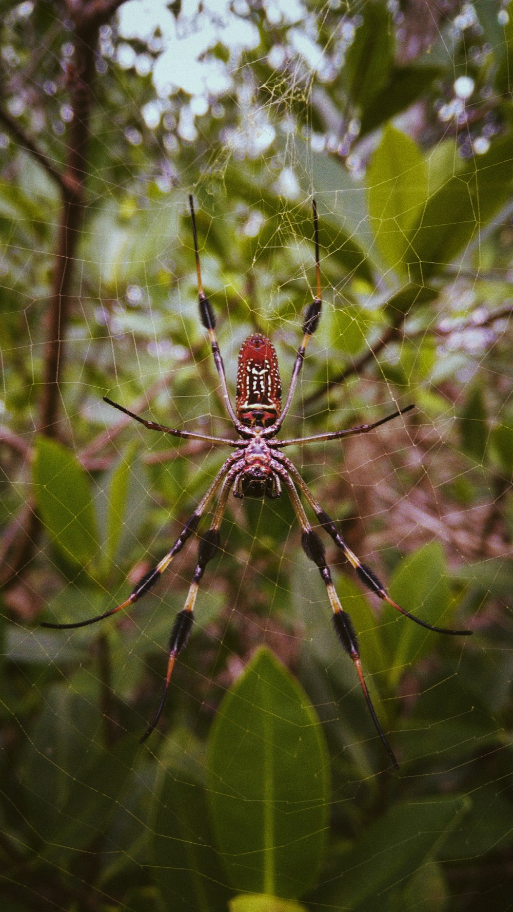 brown and black spider on web during daytime