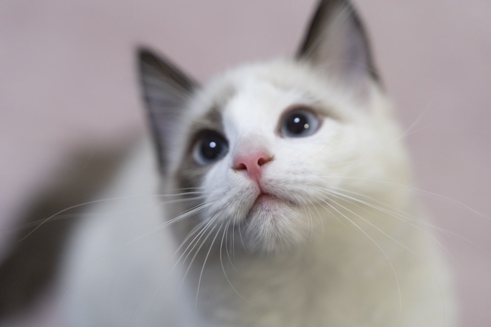 white and black cat on brown wooden table